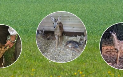 Nieuws van de Stichting Opvangcentrum De Leigraaf