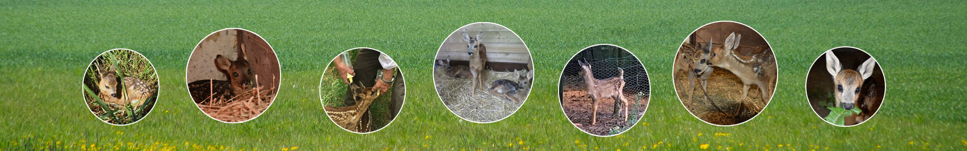 sron-header-fotorondjes-reeenopvang